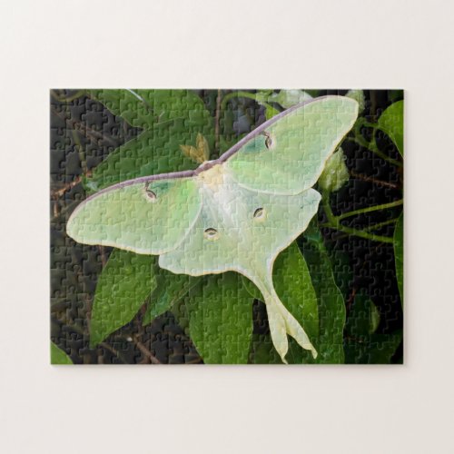 Luna Moth on Carnaby Clematis Jigsaw Puzzle