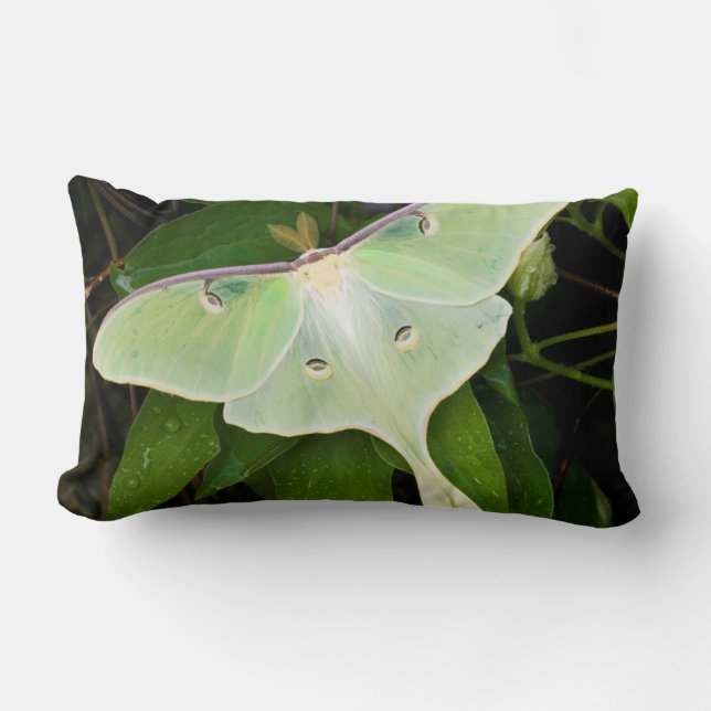 Luna Moth on Carnaby Clematis Lumbar Pillow (Front)