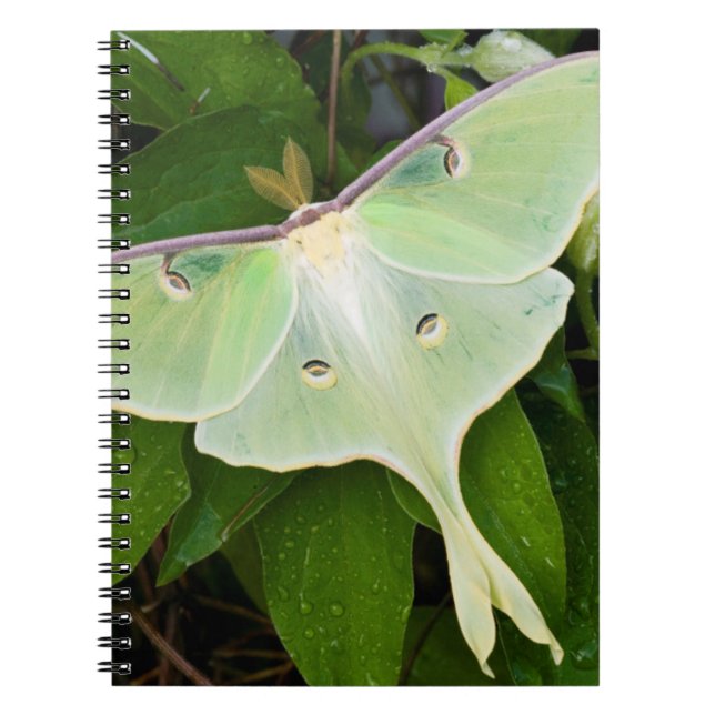 Luna Moth on Carnaby Clematis Notebook (Front)