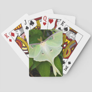 Luna Moth on Carnaby Clematis Poker Cards
