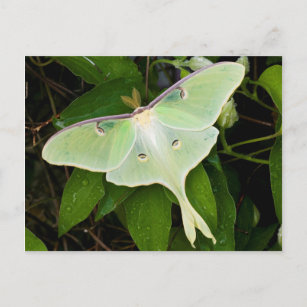 Luna Moth on Carnaby Clematis Postcard