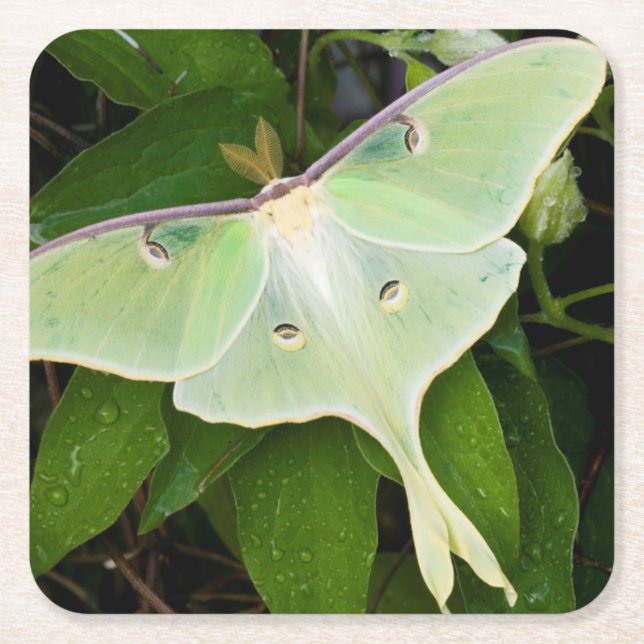 Luna Moth on Carnaby Clematis Square Paper Coaster (Front)