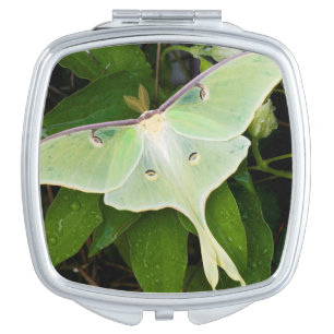 Luna Moth on Carnaby Clematis Vanity Mirror
