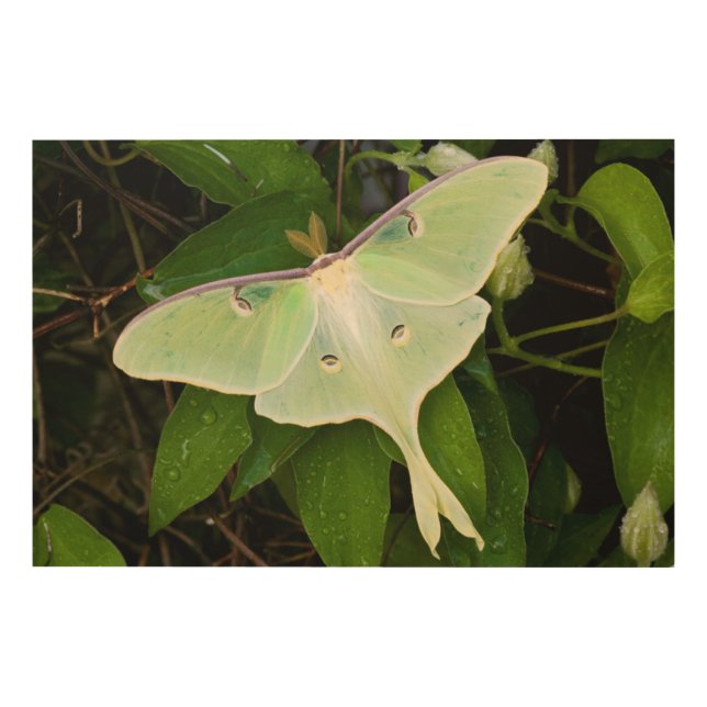 Luna Moth on Carnaby Clematis Wood Wall Art (Front)