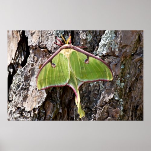 Luna Moth on Short Leaf Pine Bark Poster