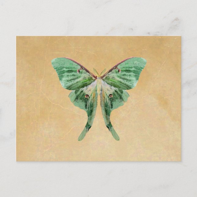 Luna Moth Post Card (Front)