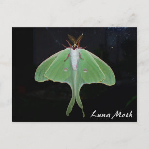 Luna Moth Postcard