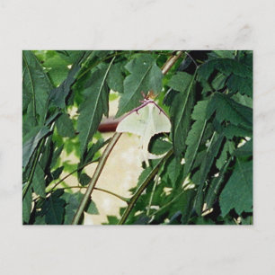 Luna Moth Postcard