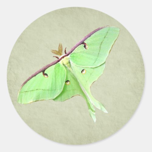 Luna Moth Sticker