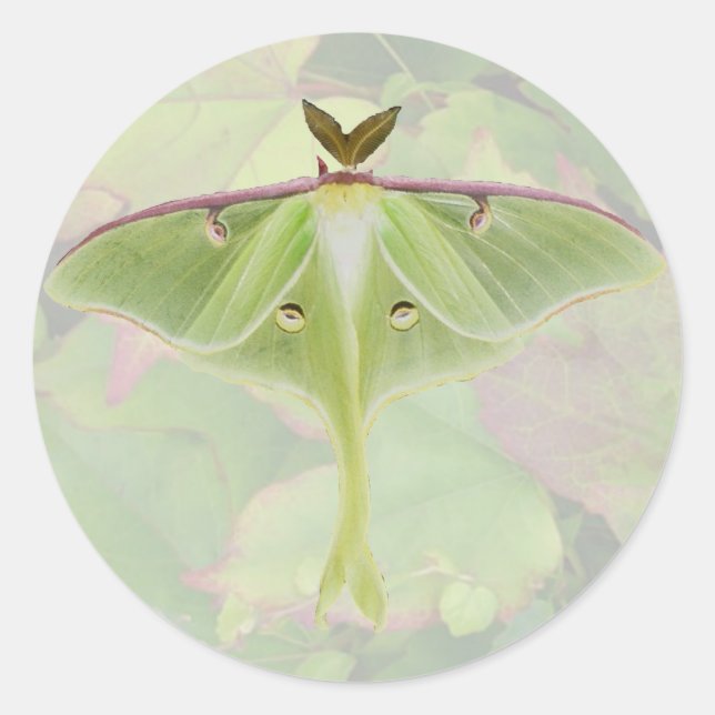 Luna Moth Stickers (Front)