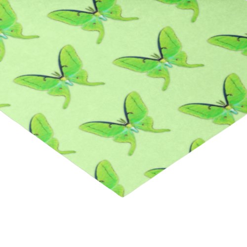 Luna moths _ lime green on a pale green background tissue paper