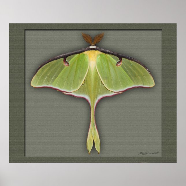 Luna Print -28x24 -other sizes available (Front)