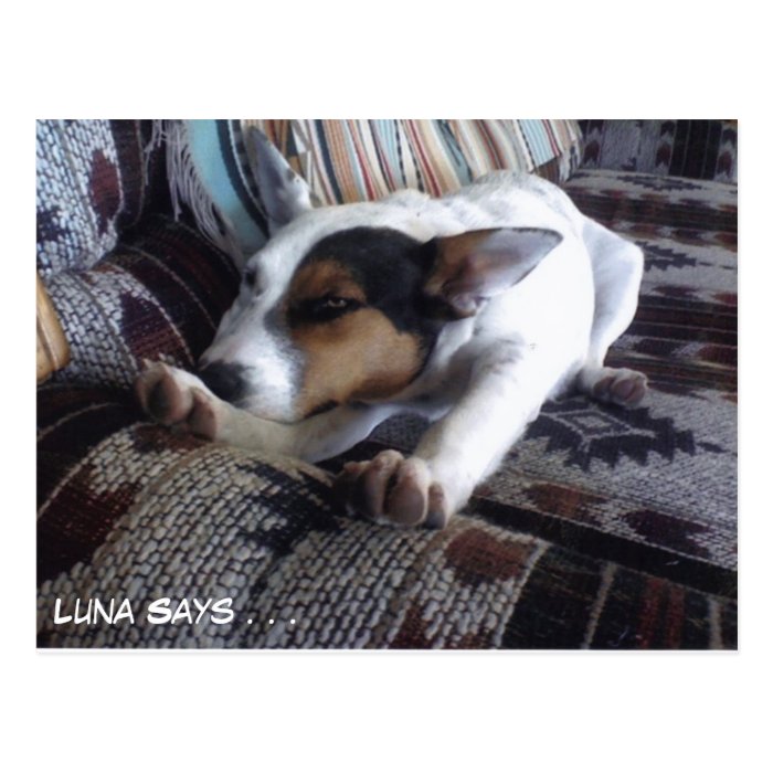 Luna Says Get Well Soon Take Naps Postcard