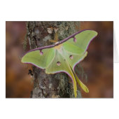 Luna Silk Moth (Front Horizontal)