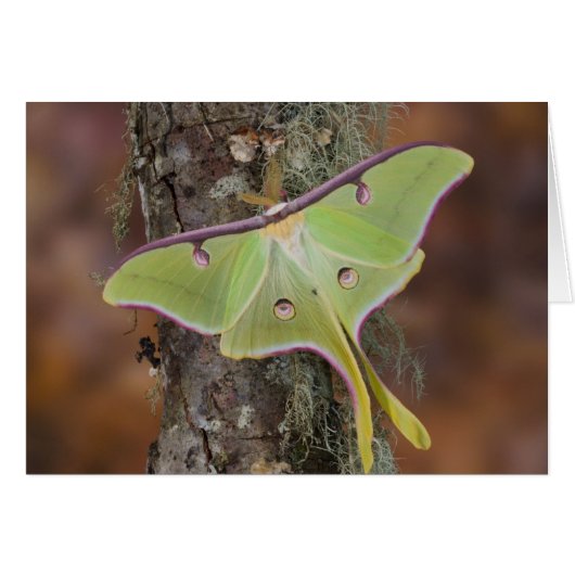 Luna Silk Moth Cards (Front Horizontal)