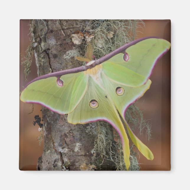 Luna Silk Moth Magnet (Front)