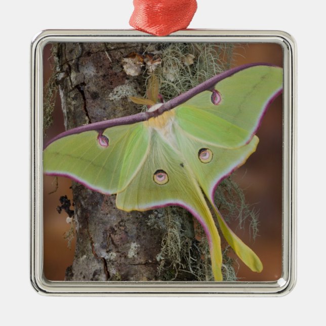 Luna Silk Moth Metal Ornament (Front)