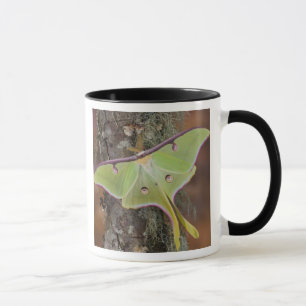 Luna Silk Moth Mug