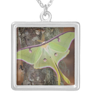 Luna Silk Moth Silver Plated Necklace