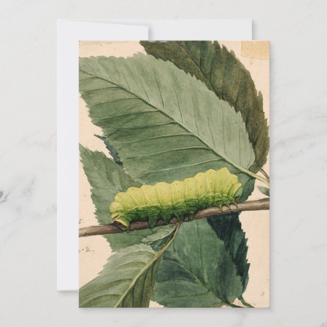 Lunar Caterpillar | Abbott Handerson Thayer (Front)