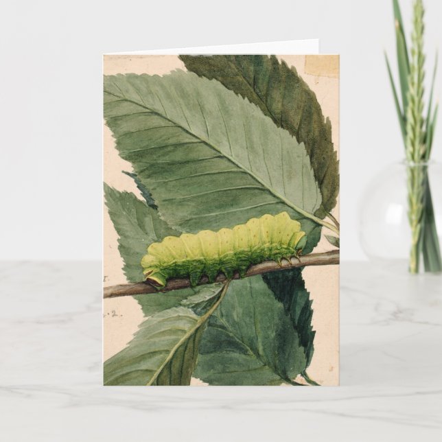 Lunar Caterpillar | Abbott Handerson Thayer Card (Front)