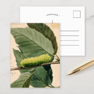 Lunar Caterpillar   Abbott Handerson Thayer Postcard