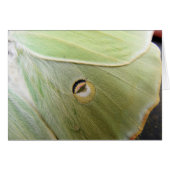 Lunar Moth (Front Horizontal)