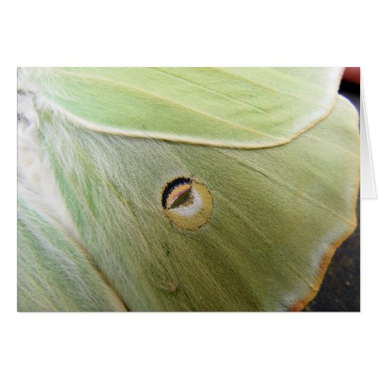 Lunar Moth Cards (Front Horizontal)
