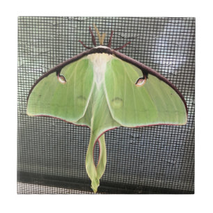 Lunar Moth Ceramic Tile