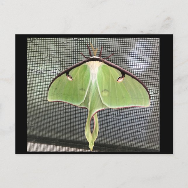 Lunar Moth Postcard (Front)