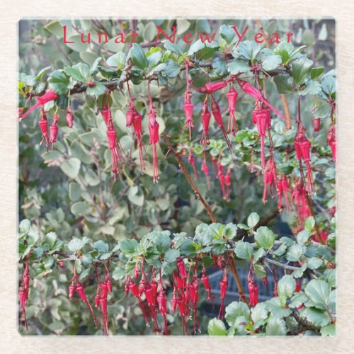 Lunar New Year _ Ribes Speciosum 1295 each 15 o Glass Coaster