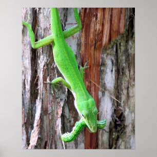 Lunch Anyone? Green Anole (Lizard) Poster