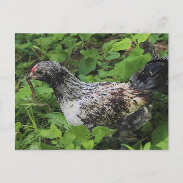 Lunch Postcard (Front)