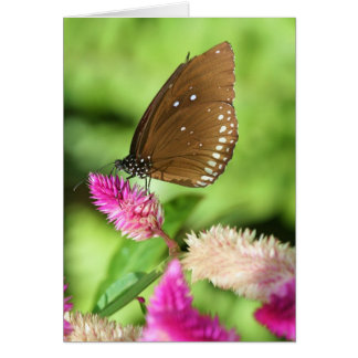 Lunch Time Cards