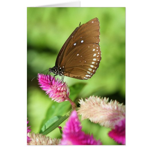 Lunch Time Cards (Front)