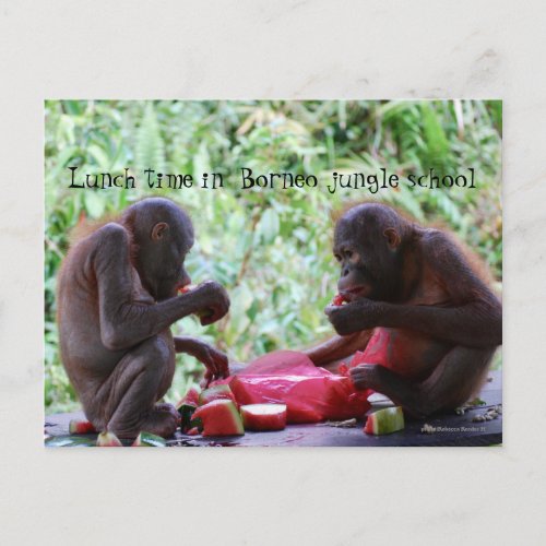 Lunch Time in Borneo Jungle School for Orangutans Postcard