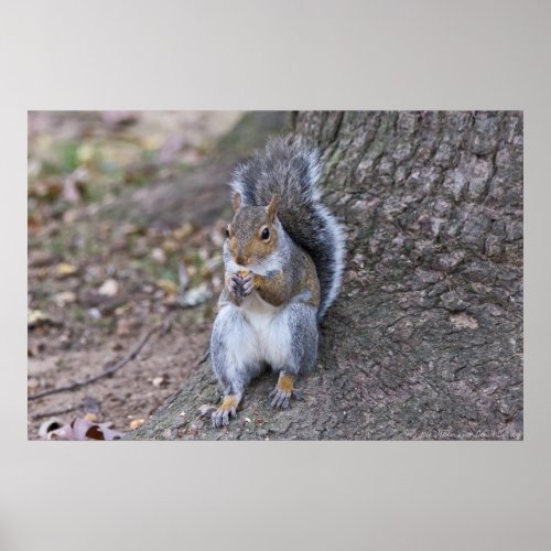Lunch with a Friend Female Squirrel Poster