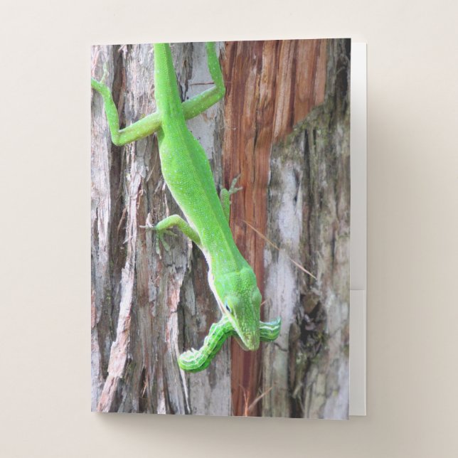 Lunchtime - Green Anole Lizard Pocket Folders (Front)