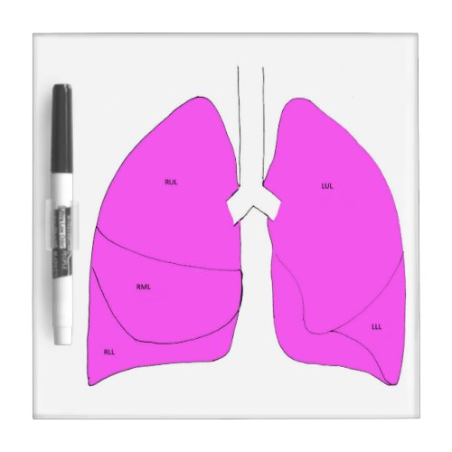 Lung anatomy dry erase board