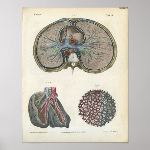 Lung Bronchi Vintage Anatomy Print
