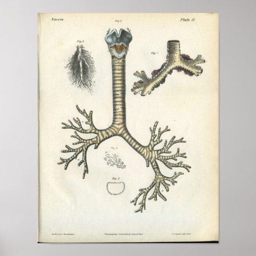 Lung Bronchi Vintage Anatomy Print