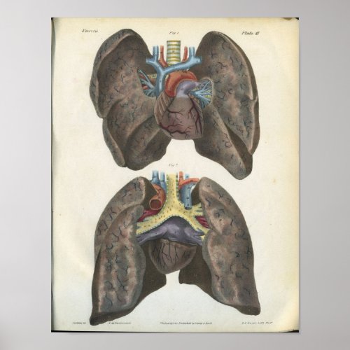 Lung Heart Vintage Anatomy Print