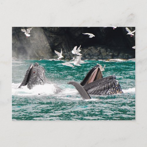 Lunging Humpback whales Postcard