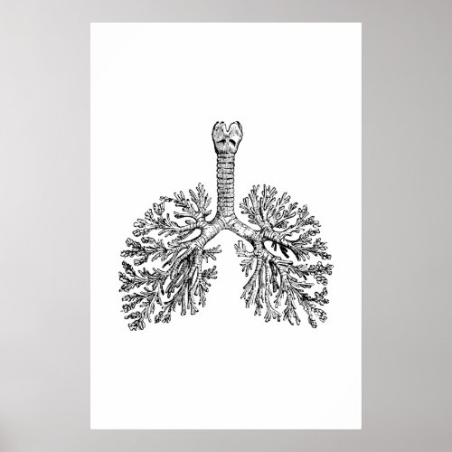 Lungs Anatomy Illustration Poster