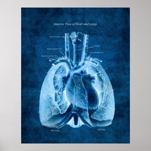 Lungs and Heart Anatomy Art Anterior View Poster