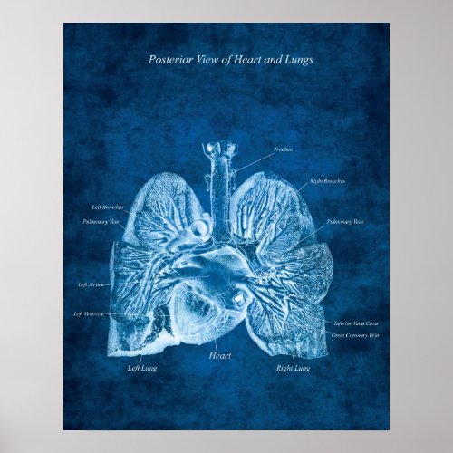 Lungs Heart Anatomy Art Decor Posterior View