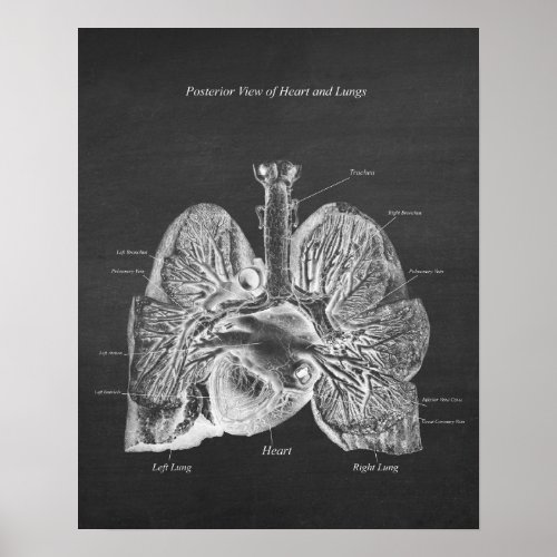 Lungs Heart Anatomy Art Decor Posterior View