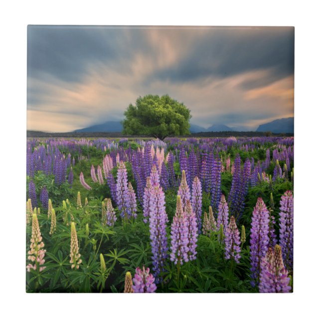 Lupin Field in New Zealand Ceramic Tile (Front)
