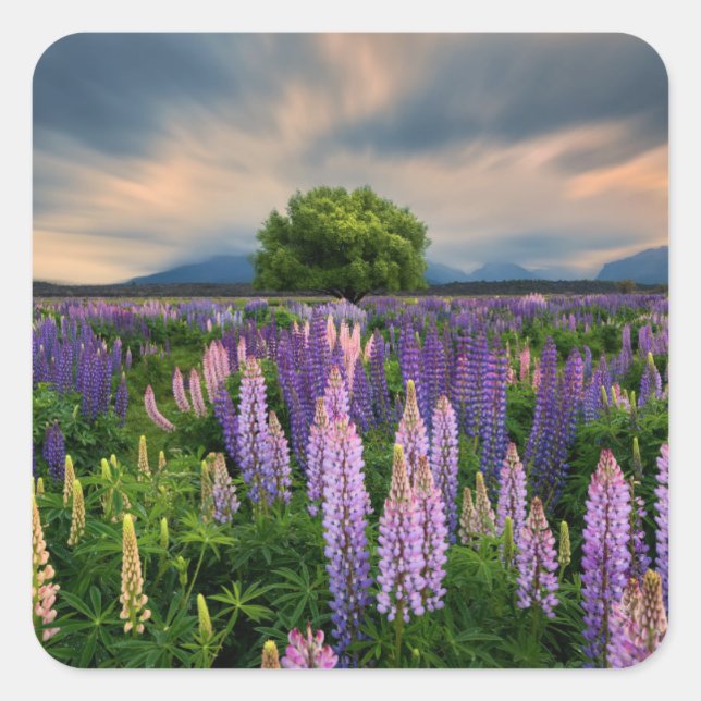 Lupin Field in New Zealand Square Sticker (Front)