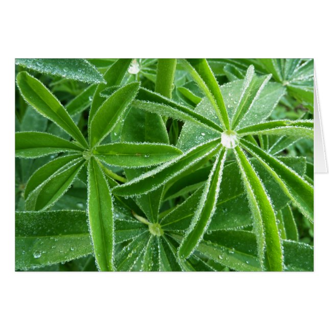 Lupin Leaves Botanical Photography Cards (Front Horizontal)